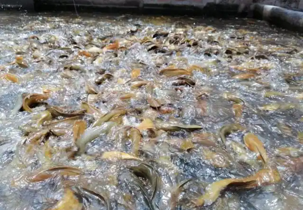 1737262827801.png 1737262827801.png