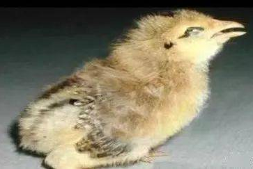 QQ圖片20250204112832.png QQ圖片20250204112832.png