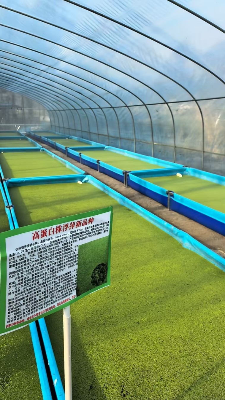 飼料型浮萍新品種:高蛋白株系.jpg 飼料型浮萍新品種:高蛋白株系.jpg