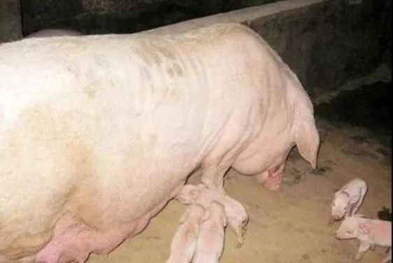 QQ圖片20250213115209.png QQ圖片20250213115209.png