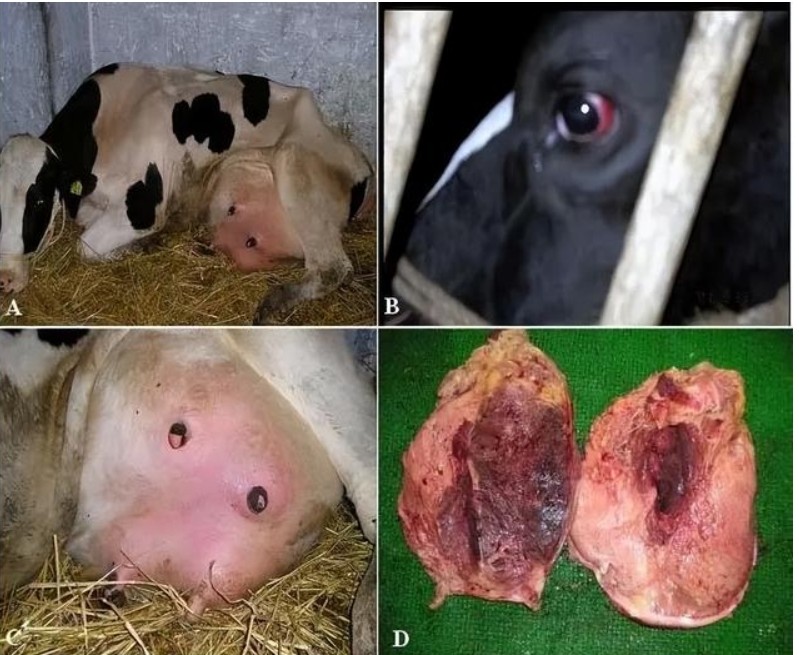 屏幕截圖_14-2-2025_104721_image.baidu.com.jpeg 屏幕截圖_14-2-2025_104721_image.baidu.com.jpeg