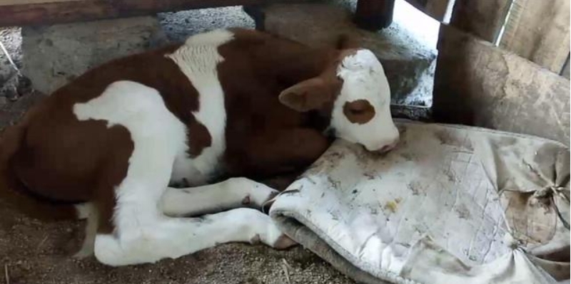 屏幕截圖_17-2-2025_163835_image.baidu.com.jpeg 屏幕截圖_17-2-2025_163835_image.baidu.com.jpeg