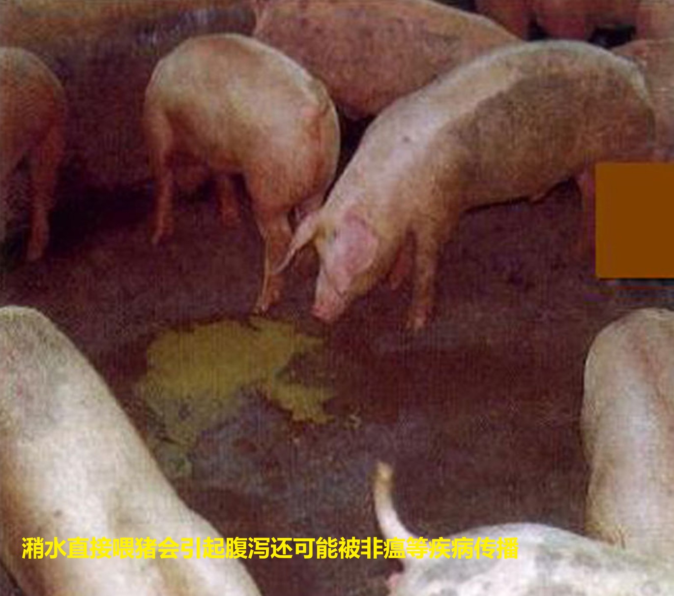 潲水直接喂豬會(huì)引起腹瀉還可能被非瘟等疾病傳播.jpg 潲水直接喂豬會(huì)引起腹瀉還可能被非瘟等疾病傳播.jpg