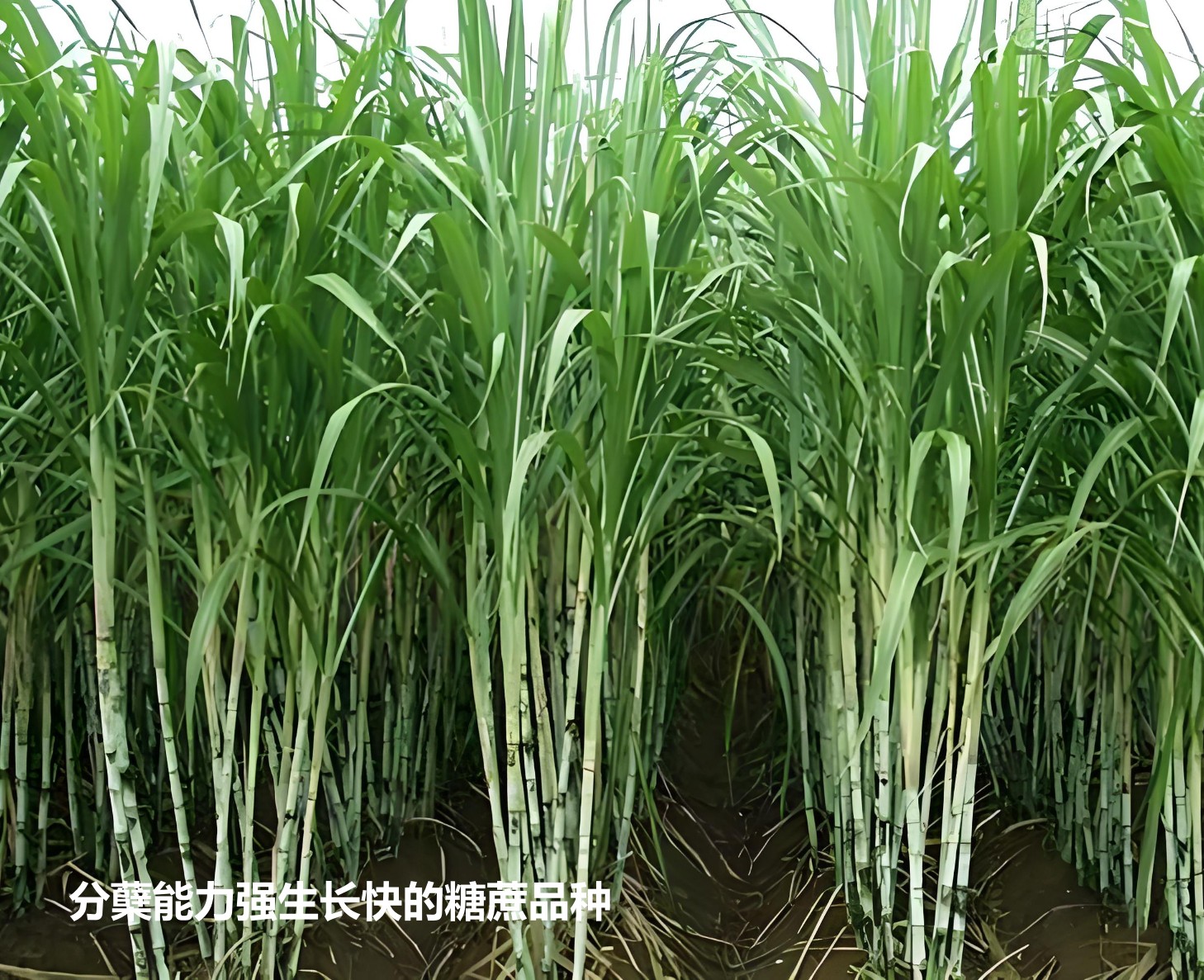 分蘗能力強(qiáng)于生長(zhǎng)速度快的糖蔗品種3.jpg