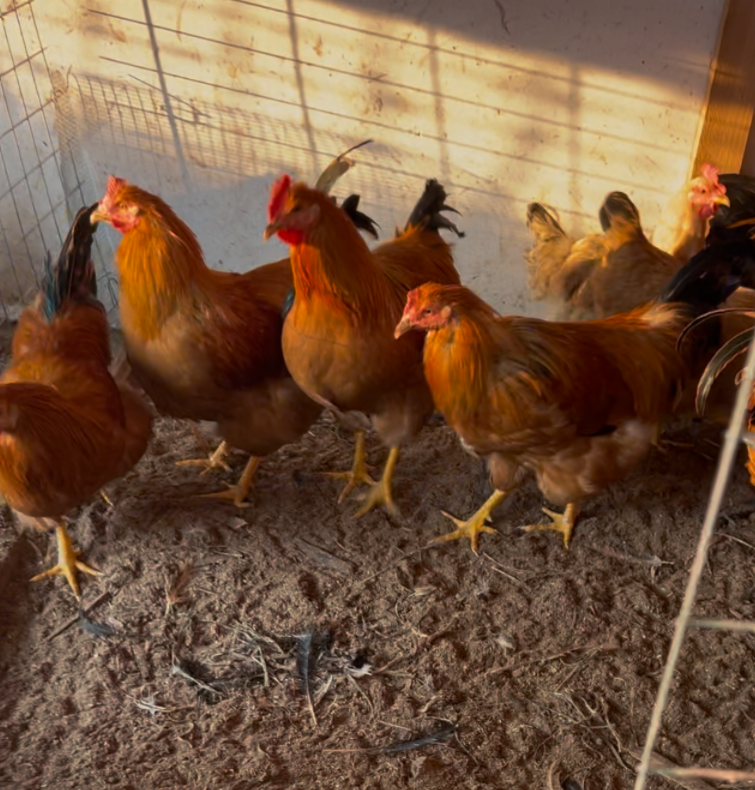 QQ圖片20250226133409.png QQ圖片20250226133409.png