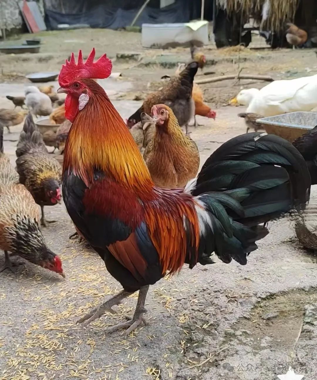 db97129f249434f1b6a5370285e2cd2e.jpg db97129f249434f1b6a5370285e2cd2e.jpg