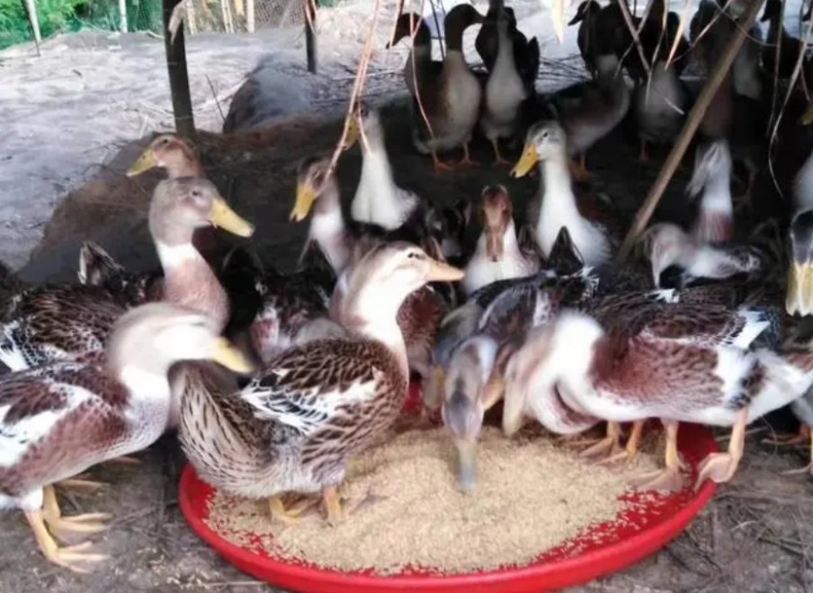 微信截圖_20250305121953.jpg 微信截圖_20250305121953.jpg