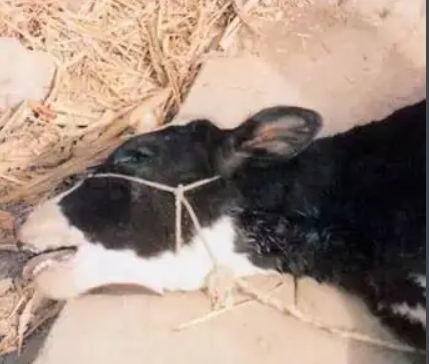 屏幕截圖_13-3-2025_9564_baike.baidu.com.jpeg 屏幕截圖_13-3-2025_9564_baike.baidu.com.jpeg