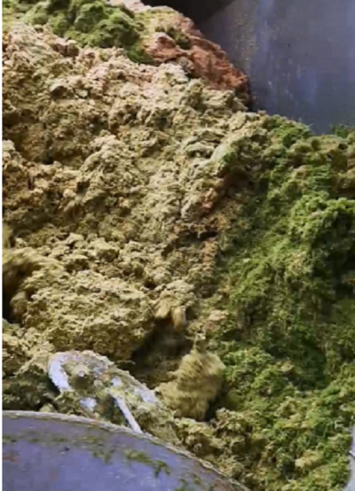 牧草.png 牧草.png