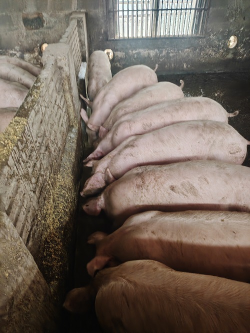 牧草豬.jpg 牧草豬.jpg