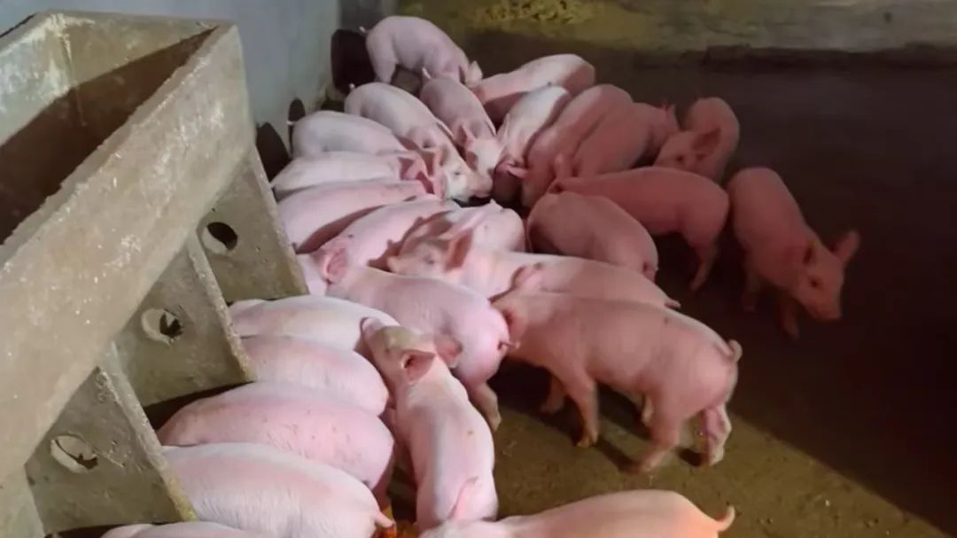 1742263239278.jpg 1742263239278.jpg