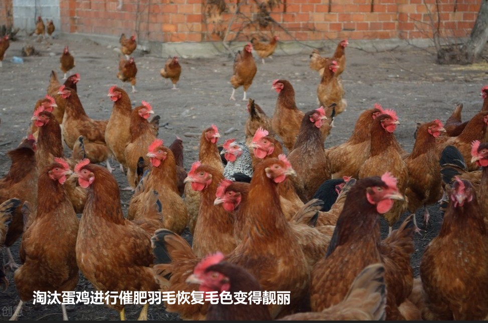 淘汰蛋雞進行催肥羽毛恢復(fù)毛色變得靚麗.jpg 淘汰蛋雞進行催肥羽毛恢復(fù)毛色變得靚麗.jpg