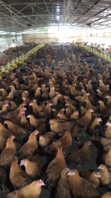 薄墊料發酵床養雞.jpg