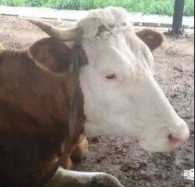 屏幕截圖_14-4-2025_102126_cn.bing.com.jpeg 屏幕截圖_14-4-2025_102126_cn.bing.com.jpeg