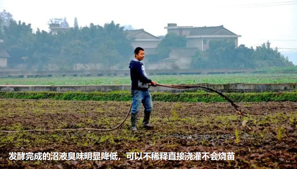 發酵完成的沼液臭味明顯降低,可以不稀釋直接澆灌不會燒苗.jpg 發酵完成的沼液臭味明顯降低,可以不稀釋直接澆灌不會燒苗.jpg