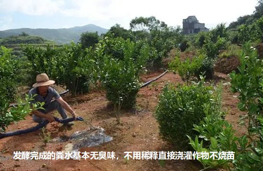 發酵完成的糞水基本無臭味,不用稀釋直接澆灌作物不燒苗2.jpg 發酵完成的糞水基本無臭味,不用稀釋直接澆灌作物不燒苗2.jpg