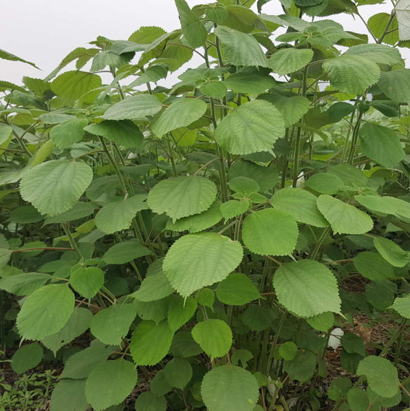 QQ圖片20250422141220.png QQ圖片20250422141220.png