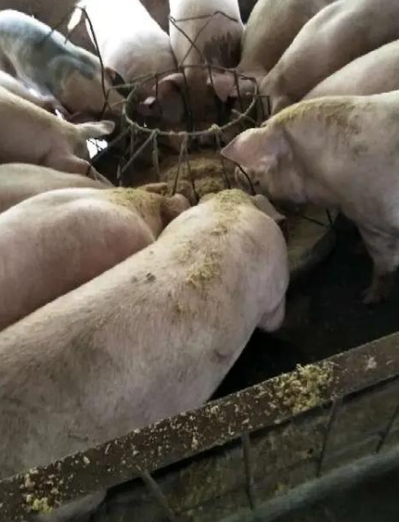 03bb20941633bd11e3d870804eebe222_17322886674539625.png 03bb20941633bd11e3d870804eebe222_17322886674539625.png