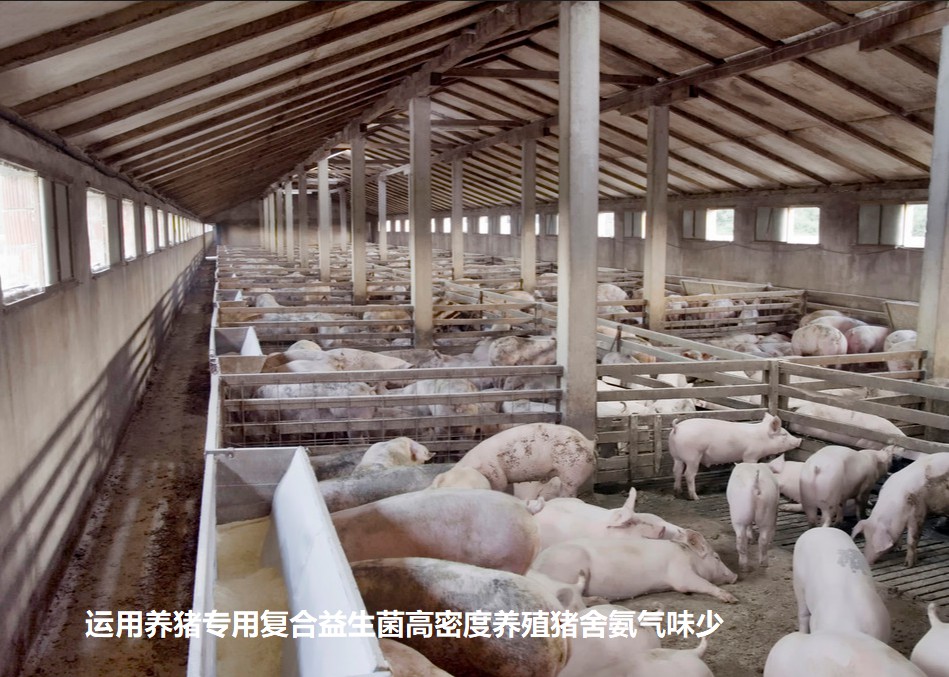 運用養豬專用復合益生菌高密度養殖豬舍氨氣味少.jpg