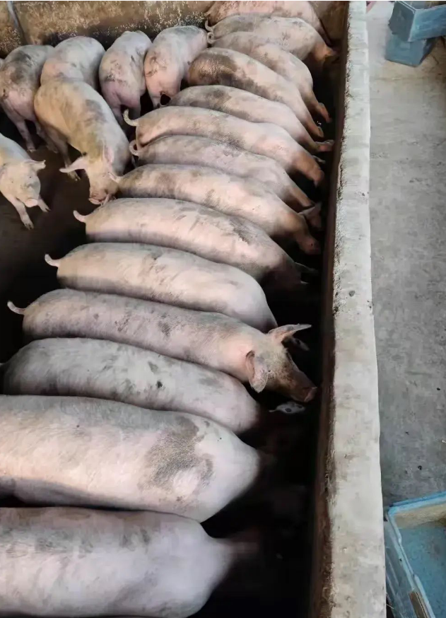 QQ圖片20250507131705.png QQ圖片20250507131705.png