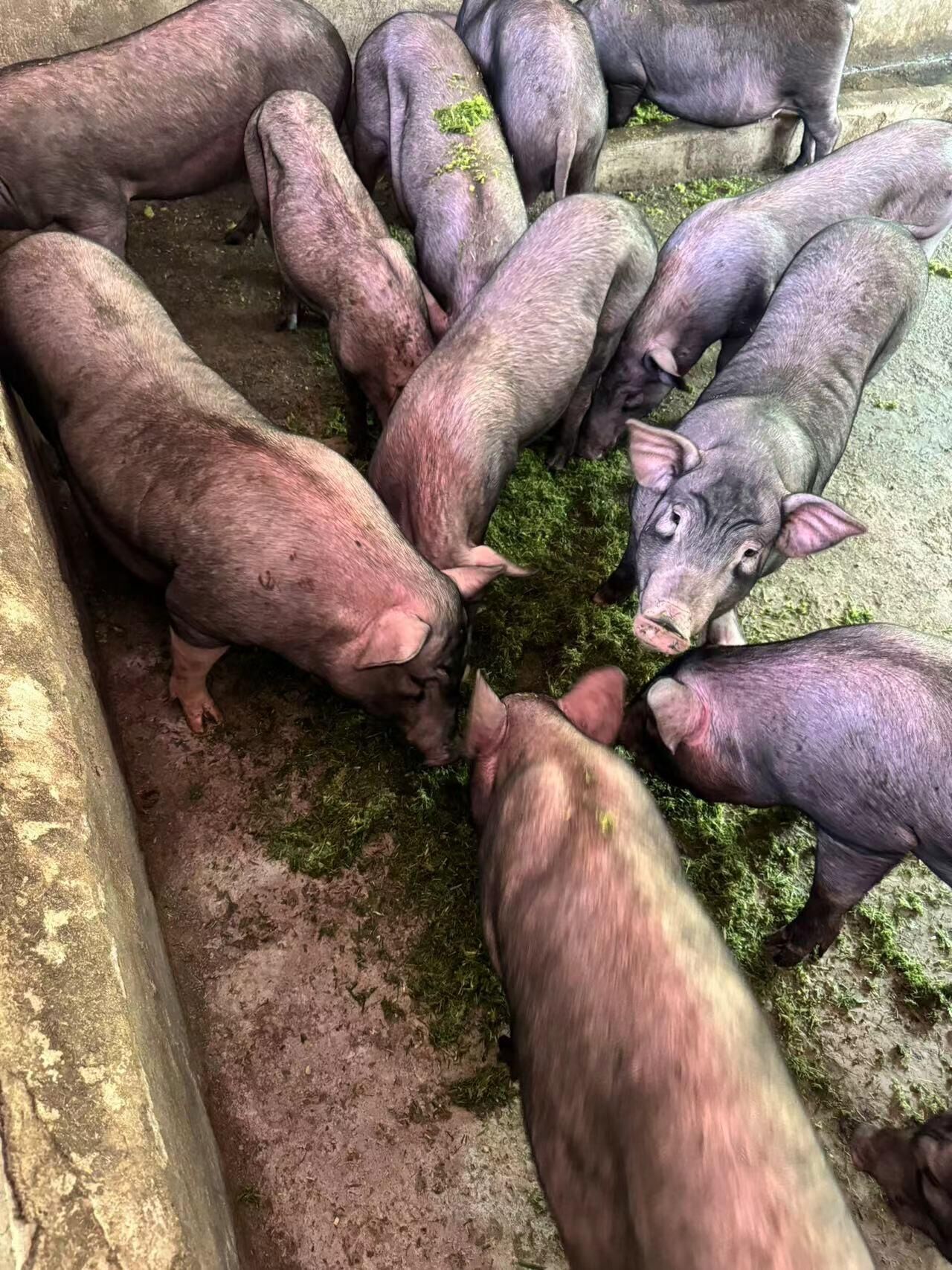 QQ圖片20250521153353.jpg QQ圖片20250521153353.jpg