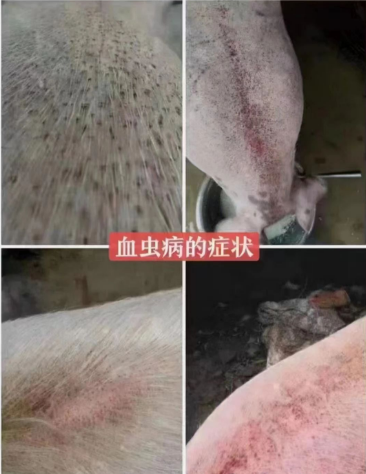 1748411202472.jpg 1748411202472.jpg