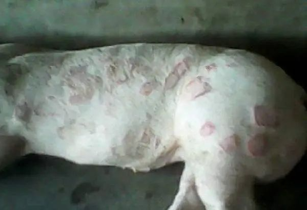 豬丹毒案例.png 豬丹毒案例.png