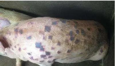 豬丹毒案例1.png 豬丹毒案例1.png