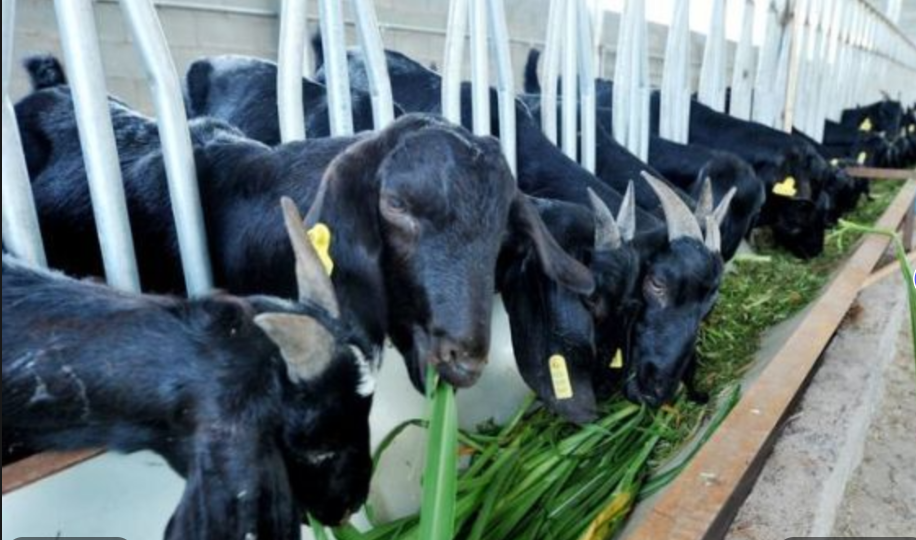 青儲牧草養羊8.png 青儲牧草養羊8.png