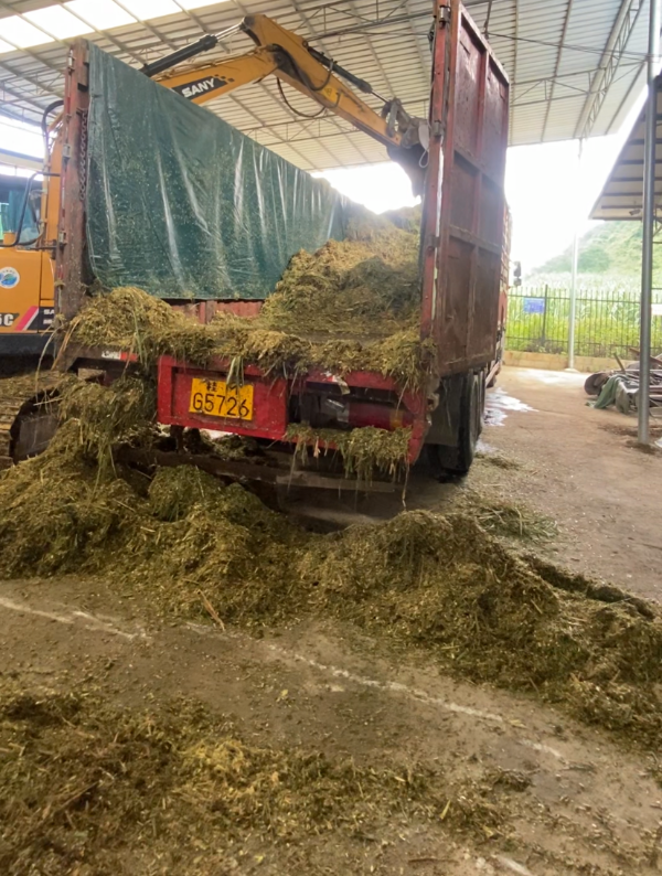 青儲牧草養羊1.png 青儲牧草養羊1.png