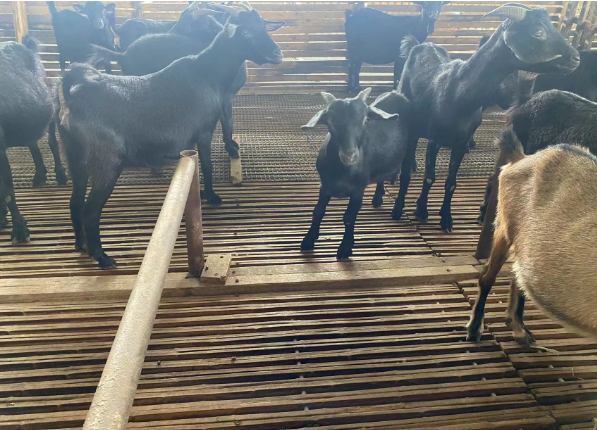 青儲牧草養羊5.png 青儲牧草養羊5.png