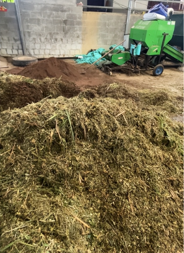 青儲牧草養羊6.png 青儲牧草養羊6.png