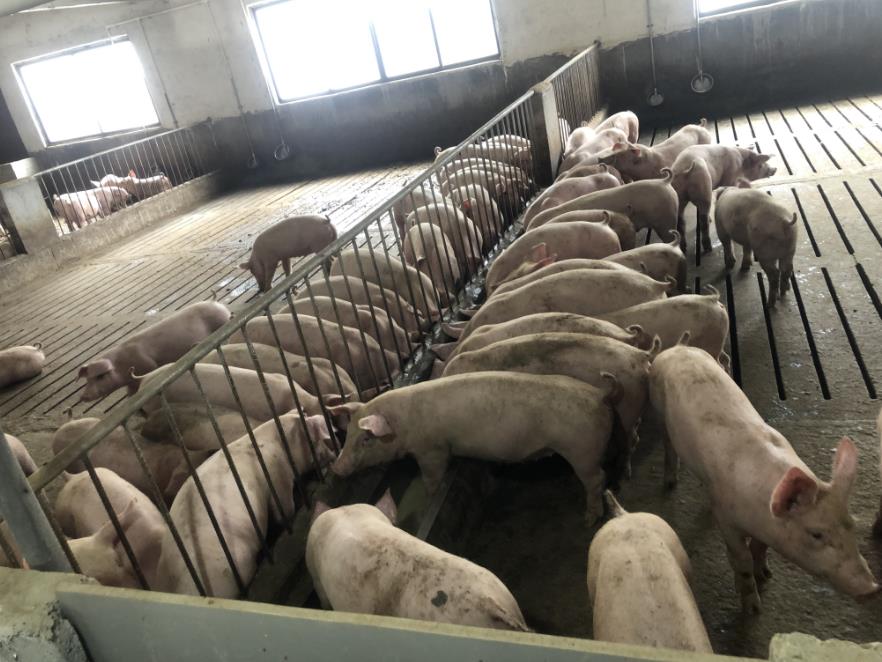 17235206831214338 (1).jpg