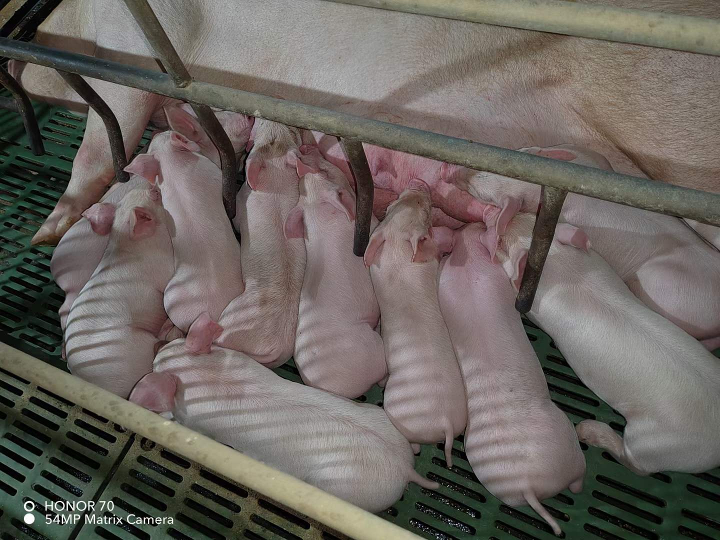 漂亮的母豬仔豬3.jpg 漂亮的母豬仔豬3.jpg