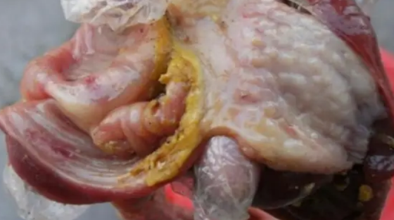 5A256F7DAF85936DDB13587BBF3A8BDD.png 5A256F7DAF85936DDB13587BBF3A8BDD.png