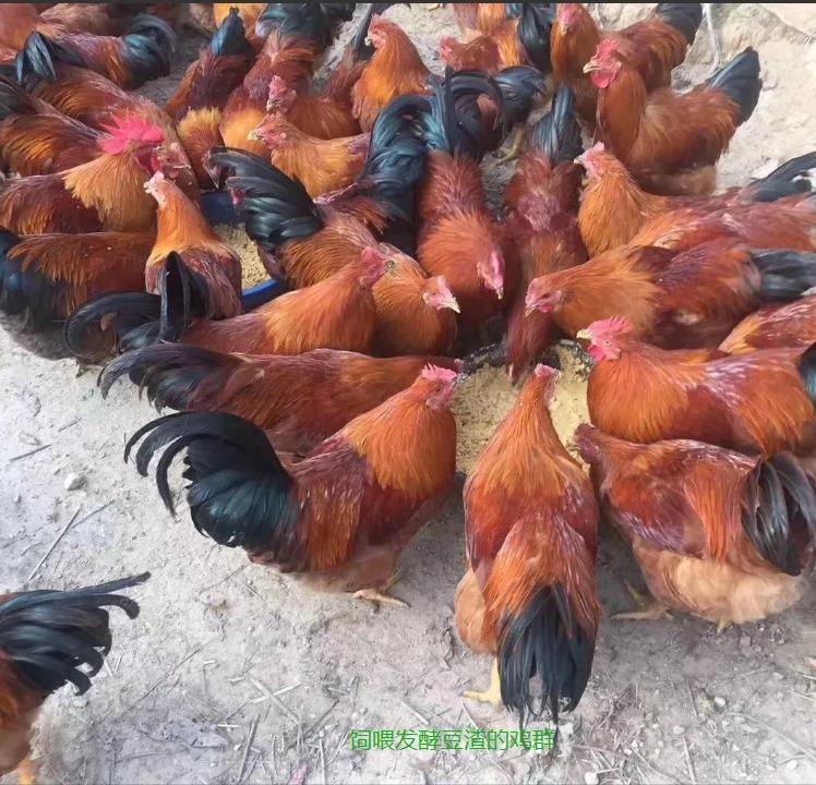 飼養(yǎng)成本4.jpg 飼養(yǎng)成本4.jpg