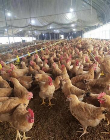 QQ圖片20250326110852.jpg QQ圖片20250326110852.jpg