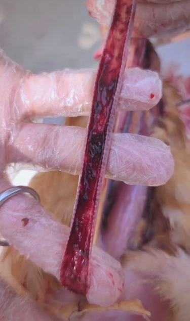 微信截圖_20250703092654.jpg 微信截圖_20250703092654.jpg