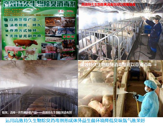 運用高效持久生物除臭消毒劑形成體外益生菌環境降低臭味氨氣效果好.jpg 運用高效持久生物除臭消毒劑形成體外益生菌環境降低臭味氨氣效果好.jpg