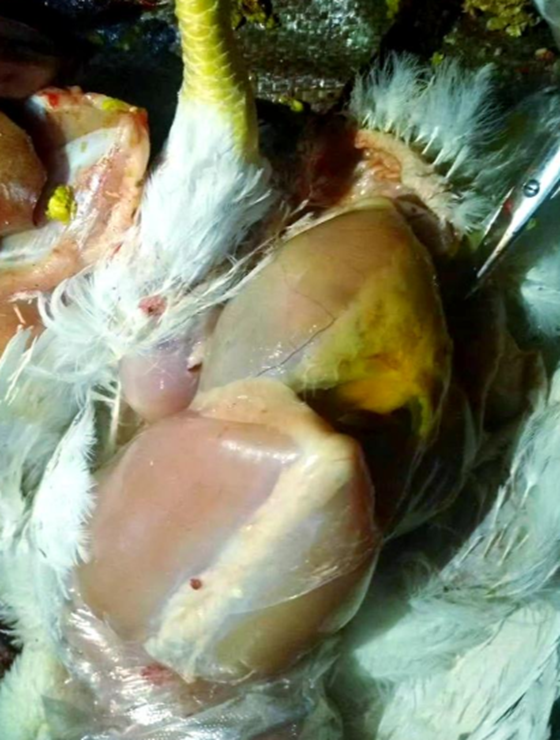 5BEDD654E0EC7D4A9507F7EE746D5C4D.png 5BEDD654E0EC7D4A9507F7EE746D5C4D.png