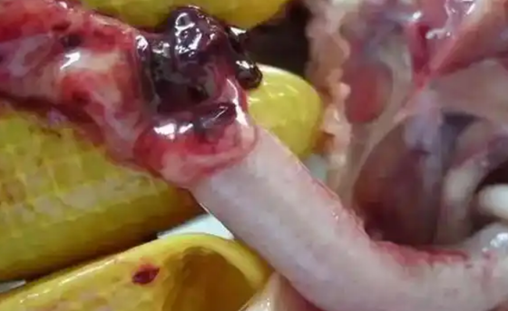 363079955D32E62D6551CA0BE3B9BEAE.png 363079955D32E62D6551CA0BE3B9BEAE.png