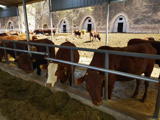 1717119340720653.jpg 1717119340720653.jpg