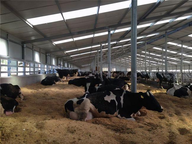 墊料養牛1.jpg 墊料養牛1.jpg