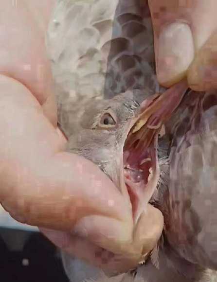 微信截圖_20250729092558.jpg 微信截圖_20250729092558.jpg