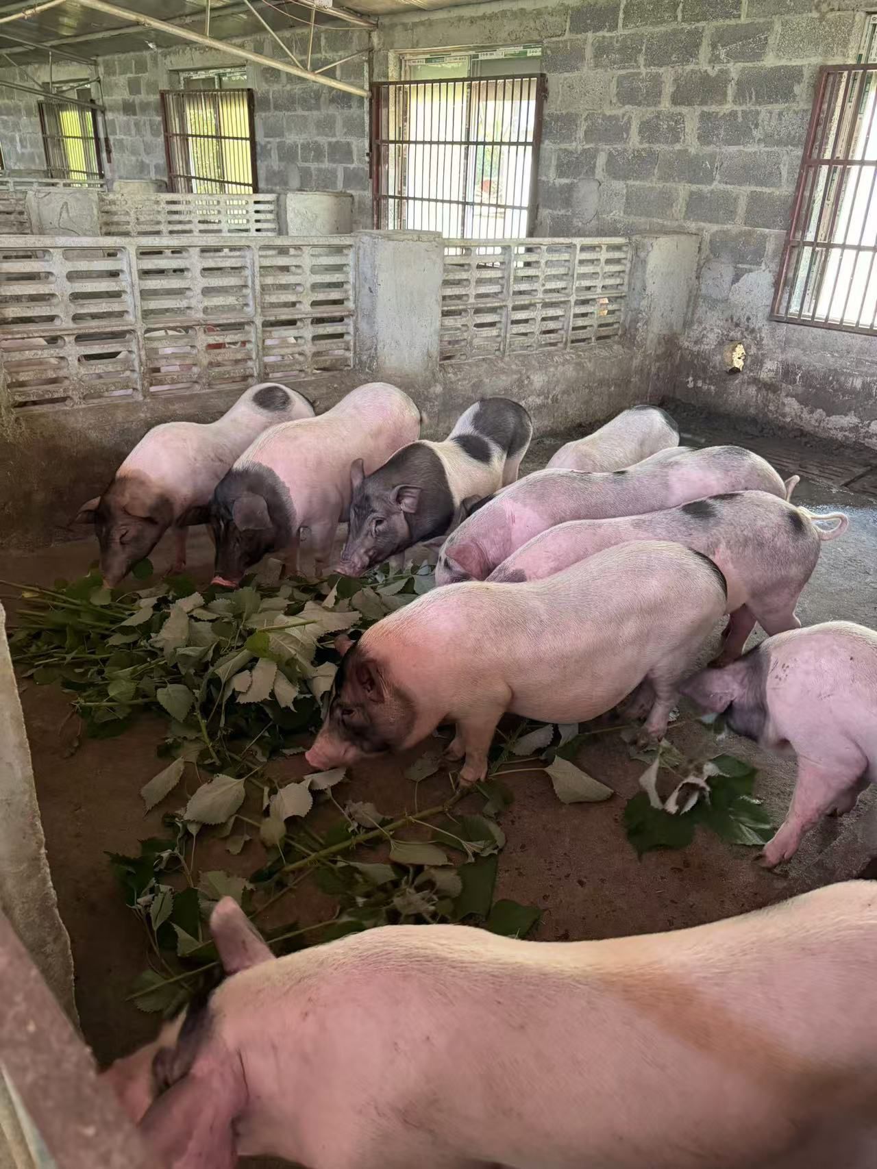 QQ圖片20250801123951.jpg QQ圖片20250801123951.jpg