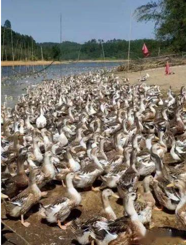 截圖20250805101715.png 截圖20250805101715.png