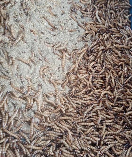 11F71211CADD01A7C58A32DF4CB0E9F7.png 11F71211CADD01A7C58A32DF4CB0E9F7.png