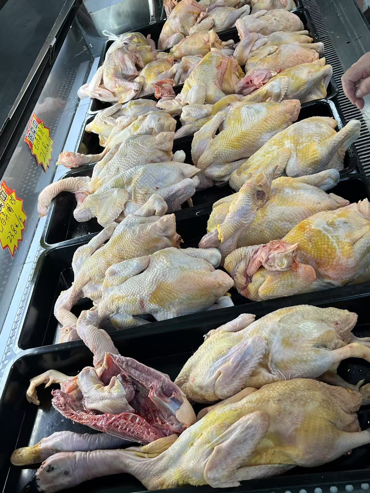 七百弄雞和肉鴨.jpg 七百弄雞和肉鴨.jpg