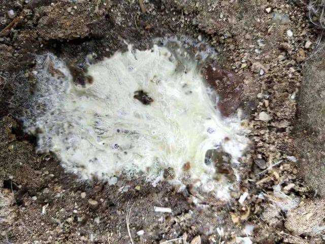 微信圖片_20250808092508.jpg 微信圖片_20250808092508.jpg