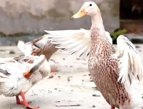 E68E1871CCB27FF182779B667D20893E.png E68E1871CCB27FF182779B667D20893E.png